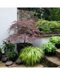 Acer palmatum Inaba-shidare
